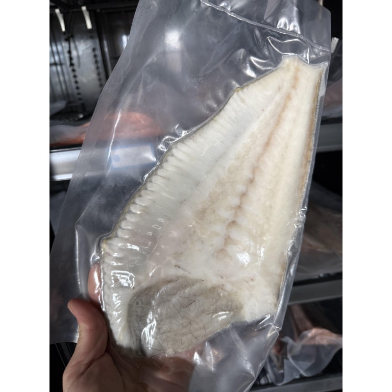 TURBOT Cru (Psetta maxima)