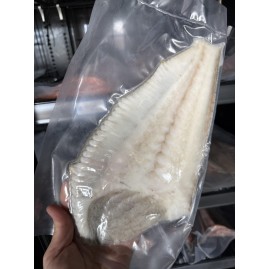 TURBOT Fumé (Psetta maxima)